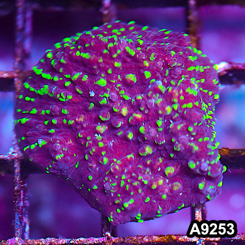 Item#A9253LP9253(S) WYSIWYG Aussie Ultra Chalice Frag