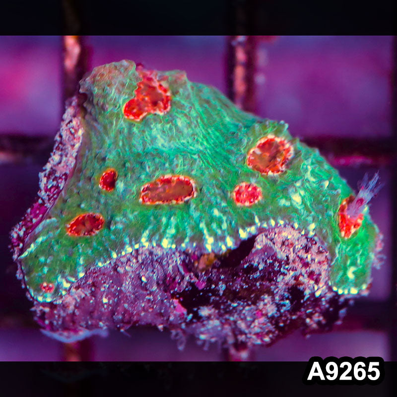 Item#A9265LP9265(S) WYSIWYG Aussie Ultra Chalice Frag