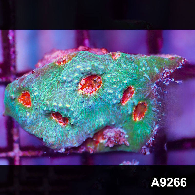 Item#A9266LP9266(S) WYSIWYG Aussie Ultra Chalice Frag