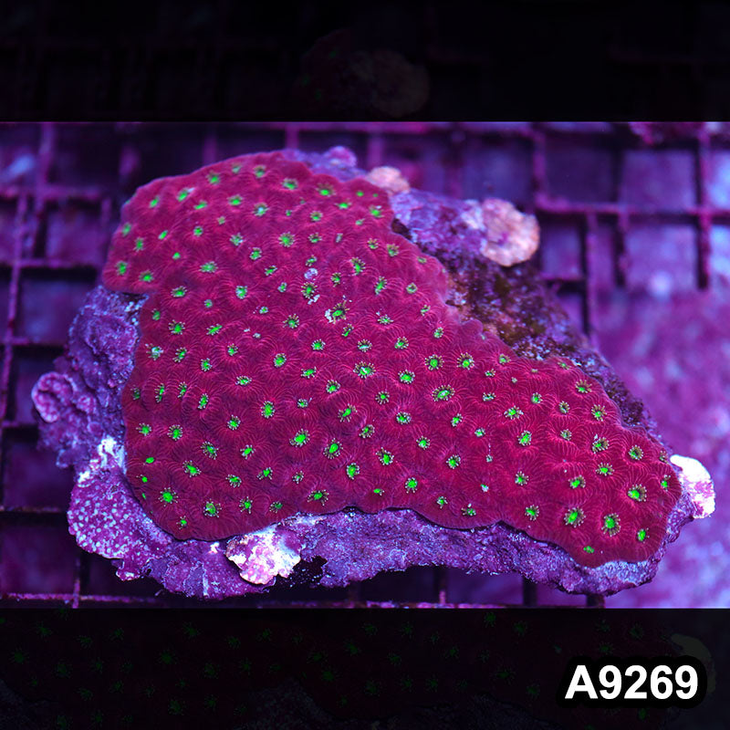 Item#A9269LP9269(M) WYSIWYG Indo Red Favites Colony
