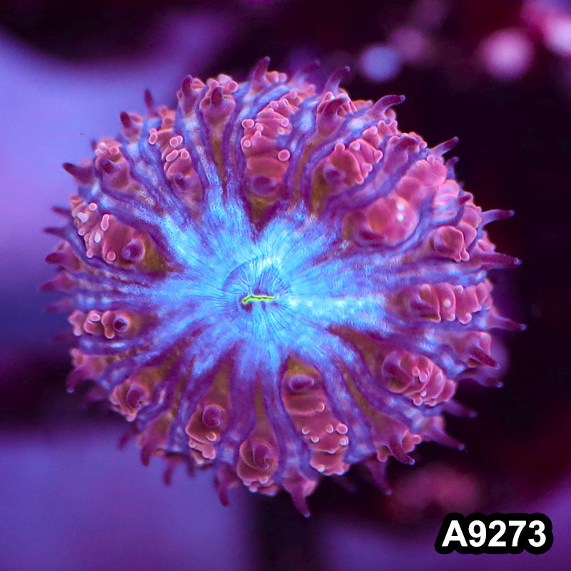 Item#A9273LP9273(S) WYSIWYG Aussie Ultra Blue Face Blastomussa Frag