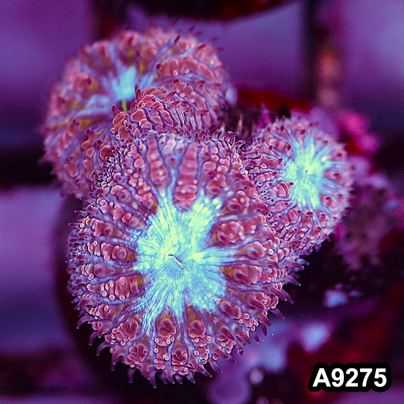 Item#A9275LP9275(S) WYSIWYG Aussie Ultra Blue Face Blastomussa Frag