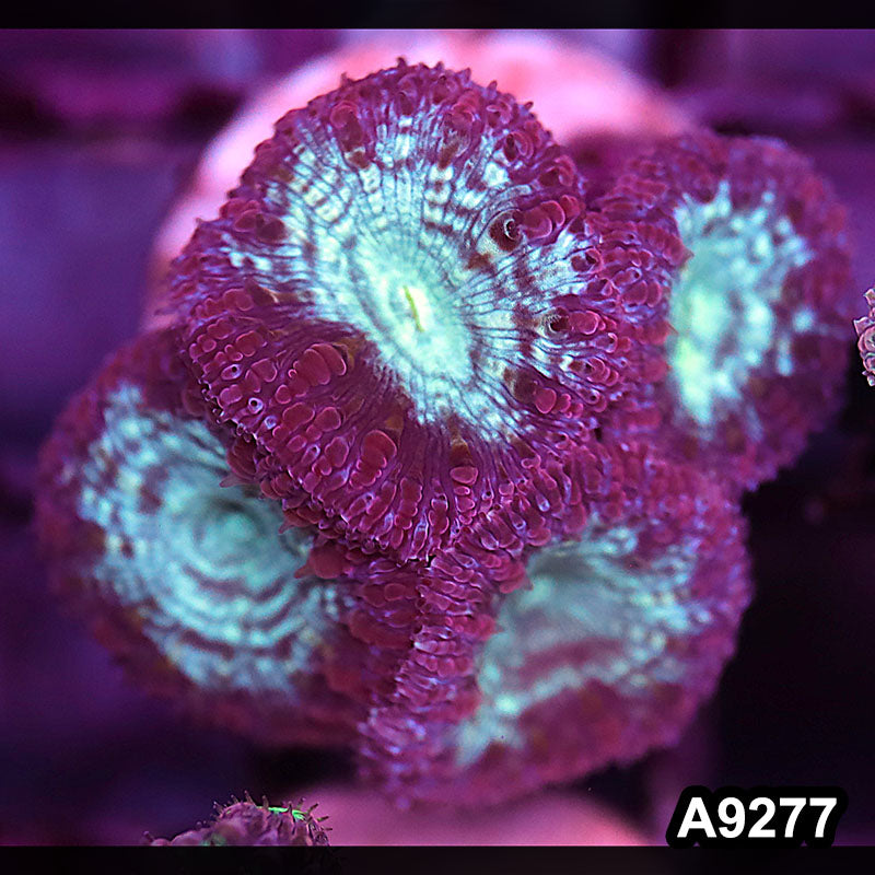 Item#A9277LP9277(S) WYSIWYG Aussie Ultra Blastomussa Frag