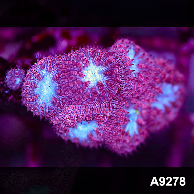 Item#A9278LP9278(S) WYSIWYG Aussie Ultra Blue Face Blastomussa Frag