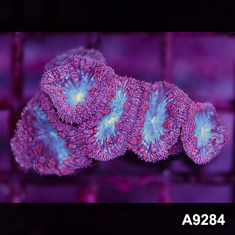 Item#A9284LP9284(S) WYSIWYG Aussie Ultra Blue Face Blastomussa Frag