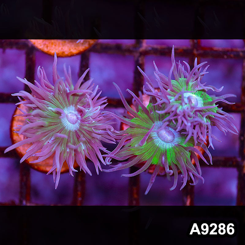 Item#A9286LP9286(S) WYSIWYG Solomon Island Ultra Duncan 2pc Frag