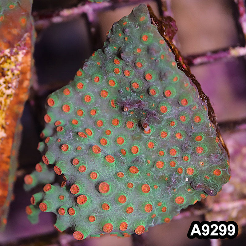 Item#A9299LP9299(S) WYSIWYG Cultured Meteor Shower Cyphastrea Mini Colony