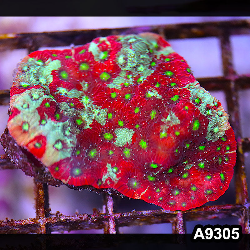 Item#A9305LP9305(S) WYSIWYG Ausiie Ultra Favites Frag