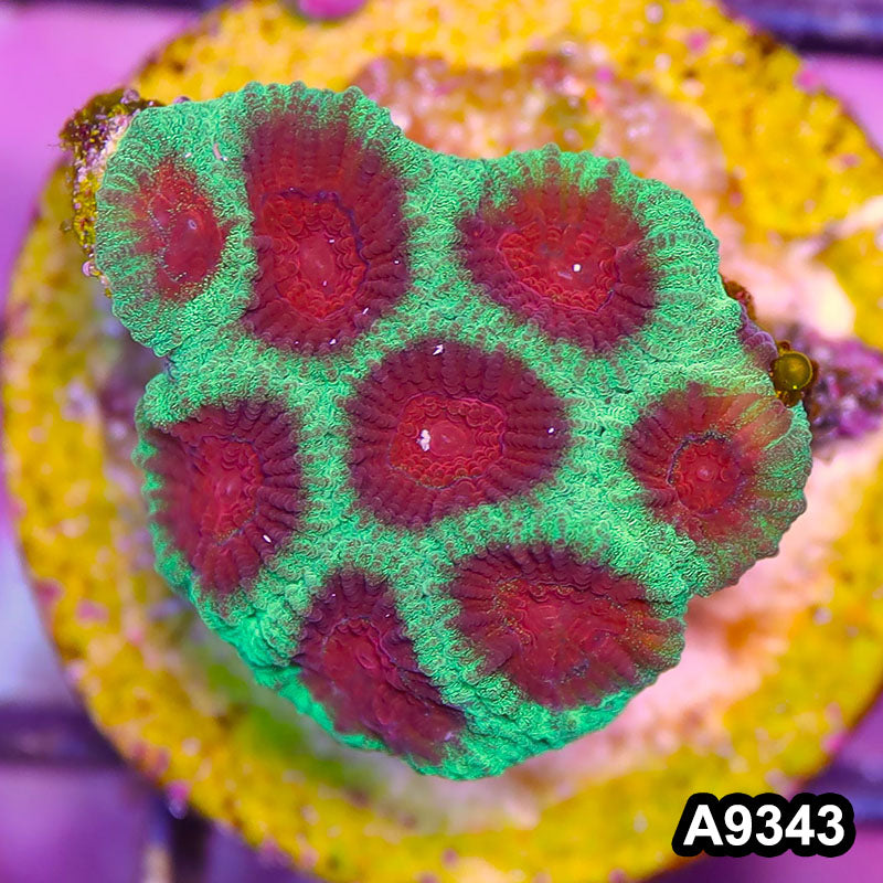 Item#A9343IN9343(S) WYSIWYG Aussie Ultra Watermelon Favia Frag