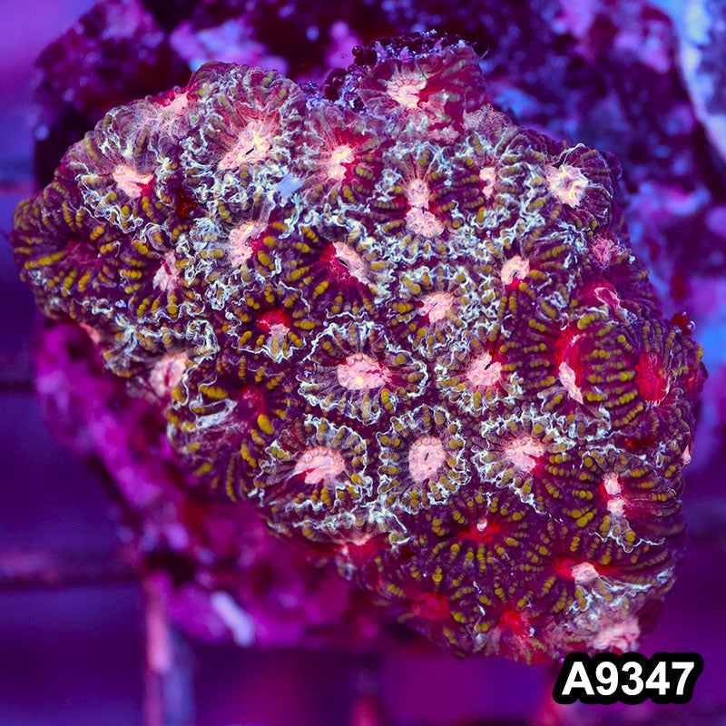 Item#A9347IN9347(S) WYSIWYG Indo Cultured Ultra Unique Favia Colony