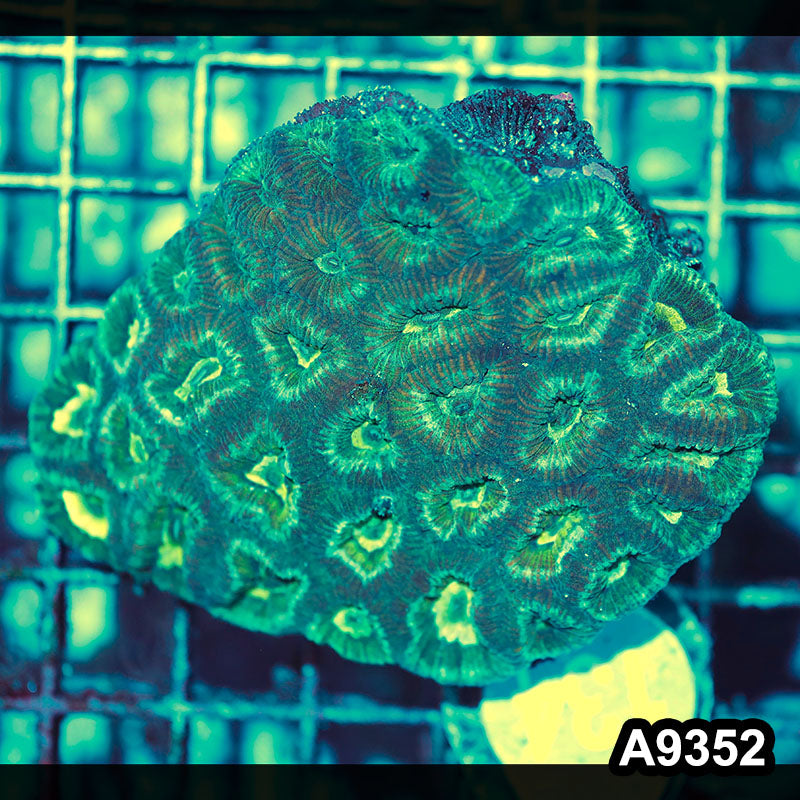 Item#A9352IN9352(M) WYSIWYG Aussie Ultra Favia Colony