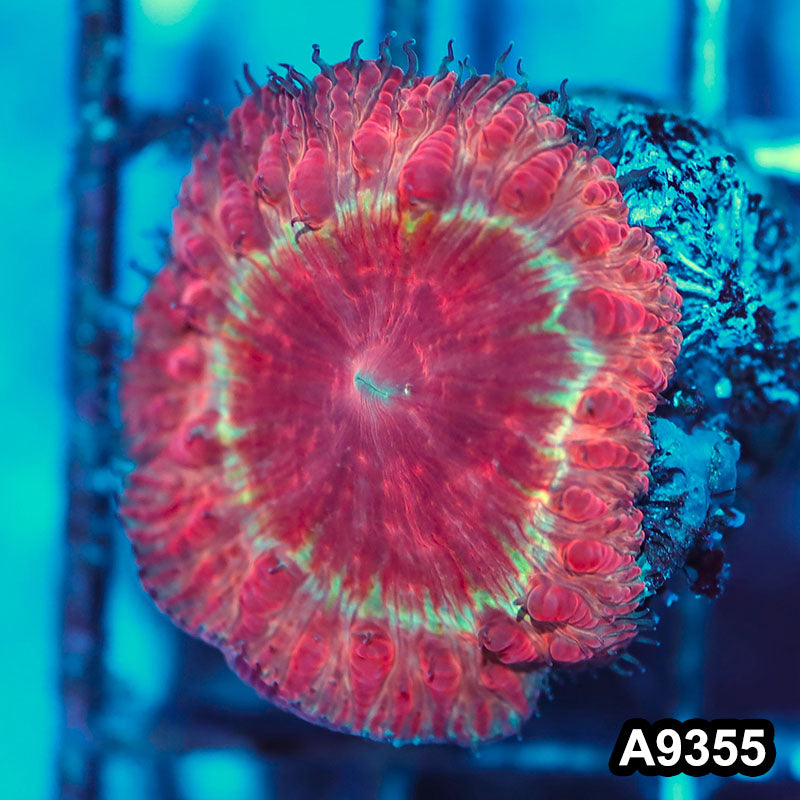 Item#A9355IN9355(S) WYSIWYG Indo Ultra Unique Blastomussa Large Polyp