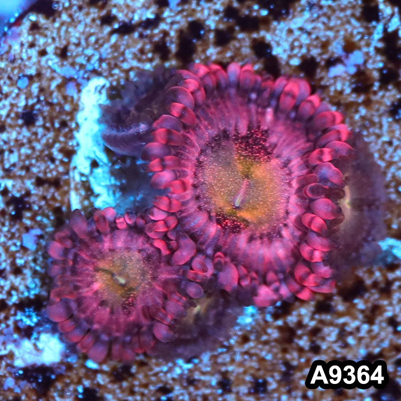 Item#A9364IN9364(S) WYSIWYG Cultured Premium Halle Berry Zoanthid Frag