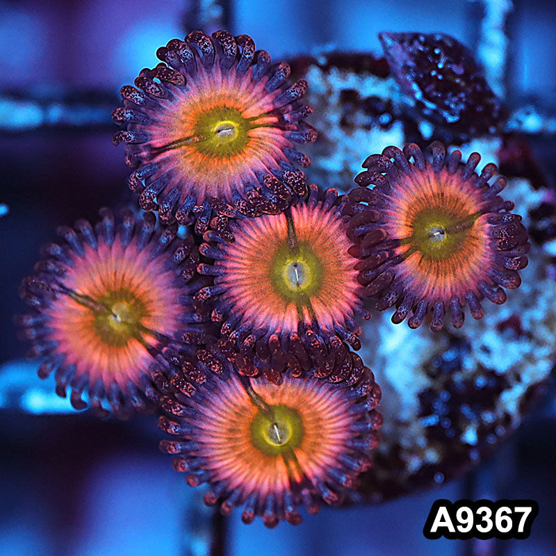 Item#A9367IN9367(S) WYSIWYG Cultured Premium Rainbow Infusion Zoanthid Frag