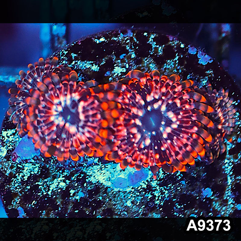 Item#A9373IN9373(S) WYSIWYG Cultured Premium Utter Chaos Zoanthid Frag