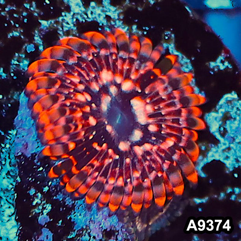 Item#A9374IN9374(S) WYSIWYG Cultured Premium Utter Chaos Zoanthid Frag