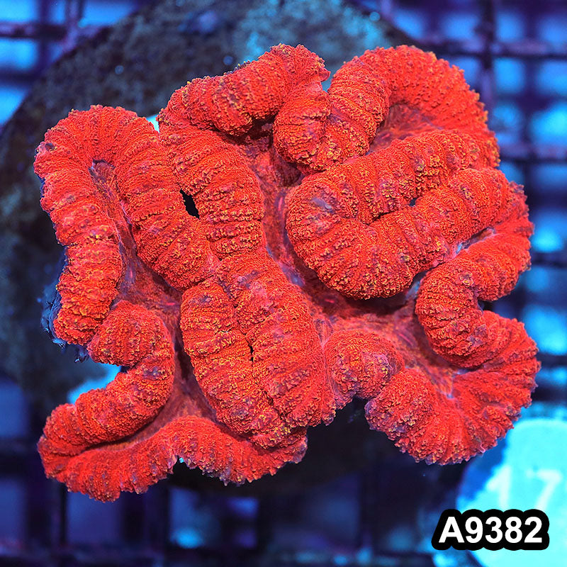 Item#A9382IN9382(M) WYSIWYG Aussie Ultra Red Lobophyllia Colony