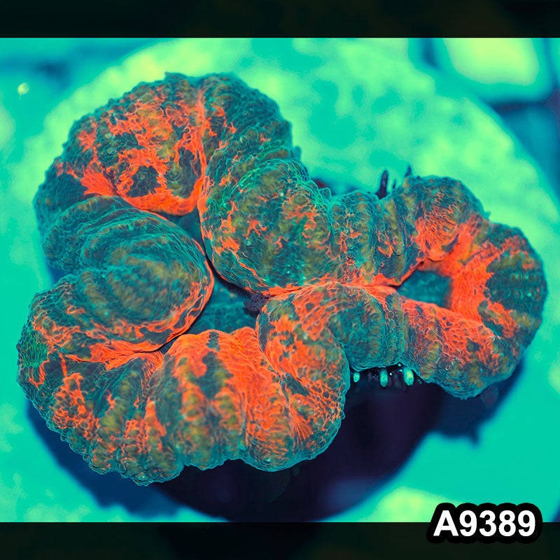 Item#A9389IN9389(S) WYSIWYG Aussie Ultra Unique Lobophyllia
