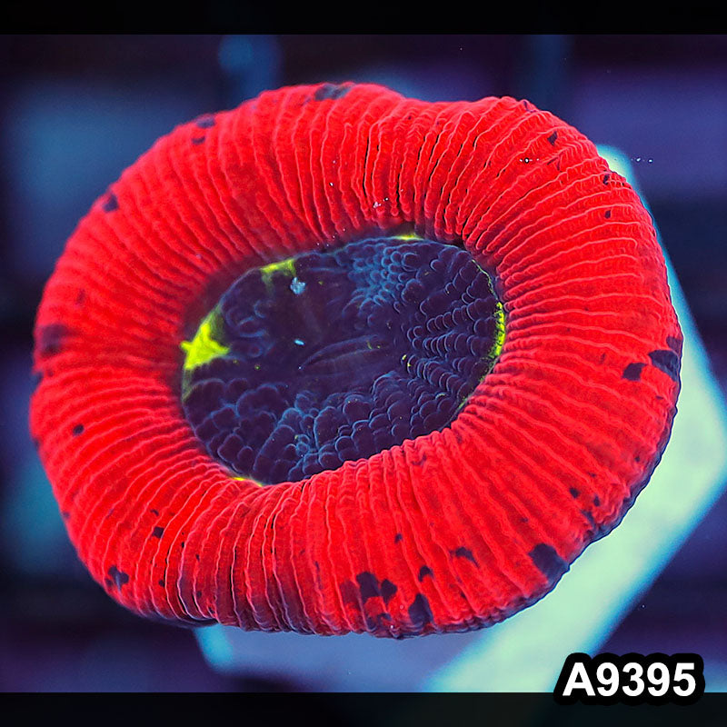 Item#A9395IN9395(S) WYSIWYG Aussie Ultra Red Trachyphyllia