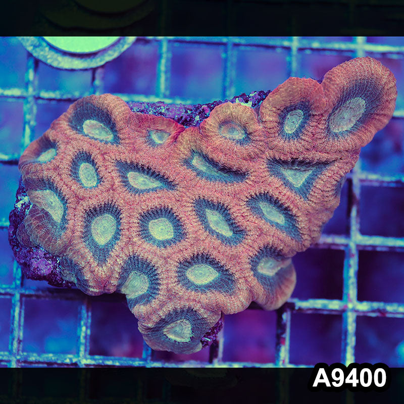 Item#A9400IN9400(M) WYSIWYG Aussie Ultra Unique Reverse Prism Favia Colony