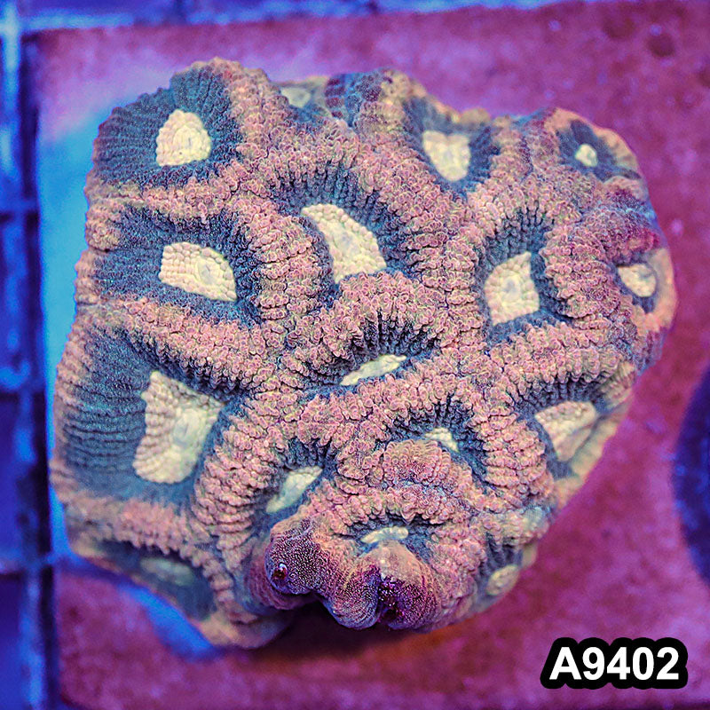 Item#A9402IN9402(S) WYSIWYG Aussie Ultra Unique Reverse Prism Favia Mini Colony