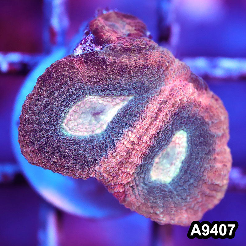 Item#A9407IN9407(S) WYSIWYG Aussie Ultra Unique Reverse Prism Favia Frag