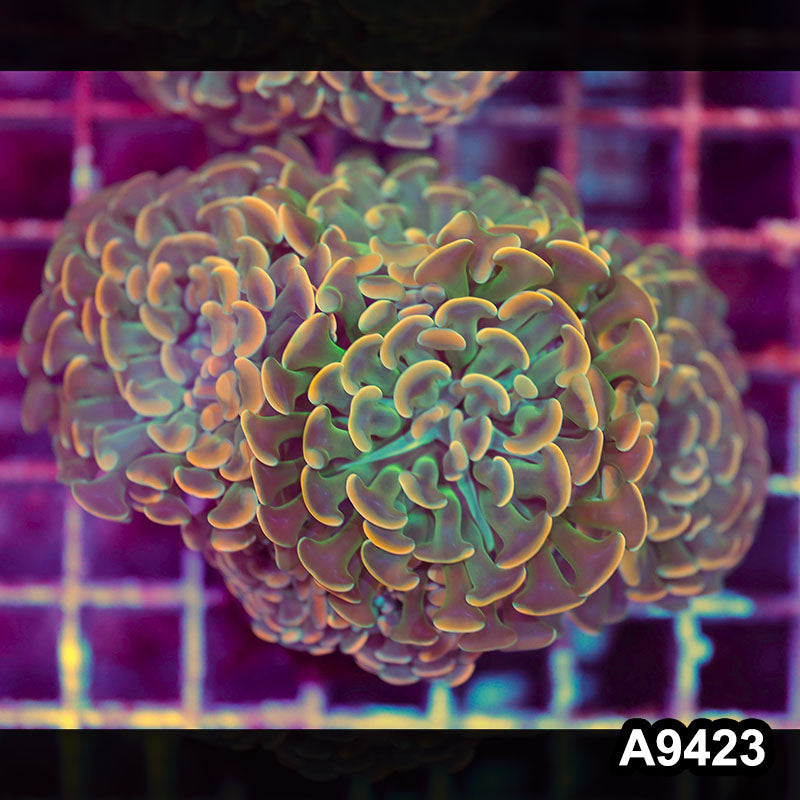 Item#A9423LW9423(M) WYSIWYG Indo Ultra Unique Branching Hammer Colony
