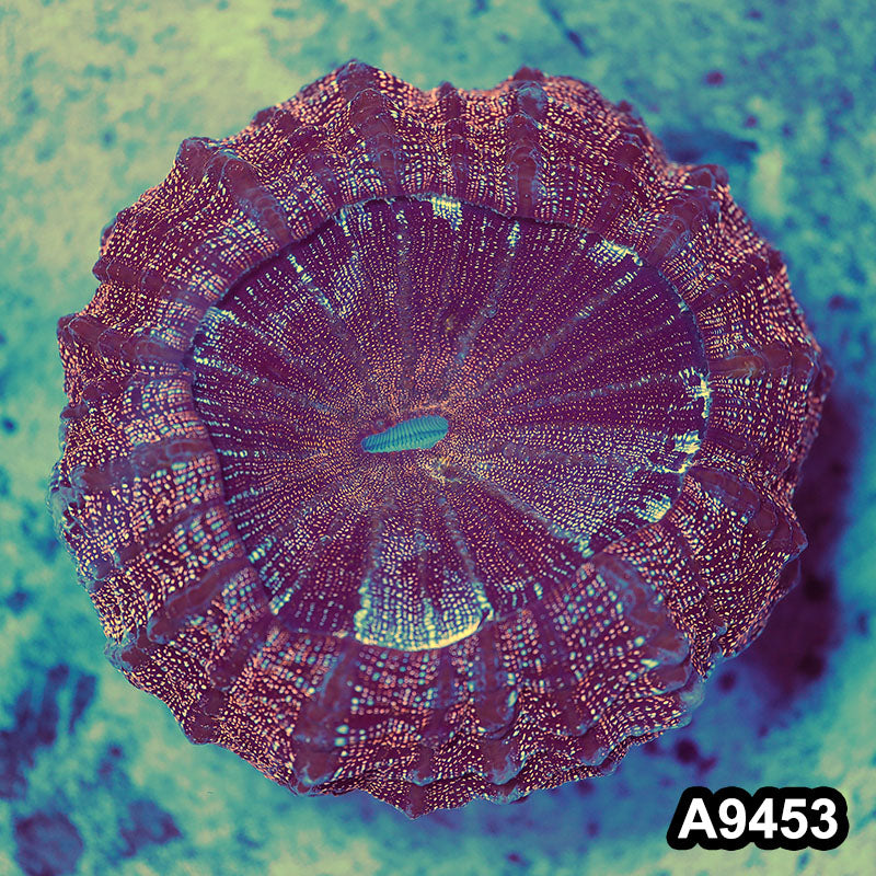 Item#A9453LW9453(M) WYSIWYG Indo Ultra Glitter Acanthophyllia