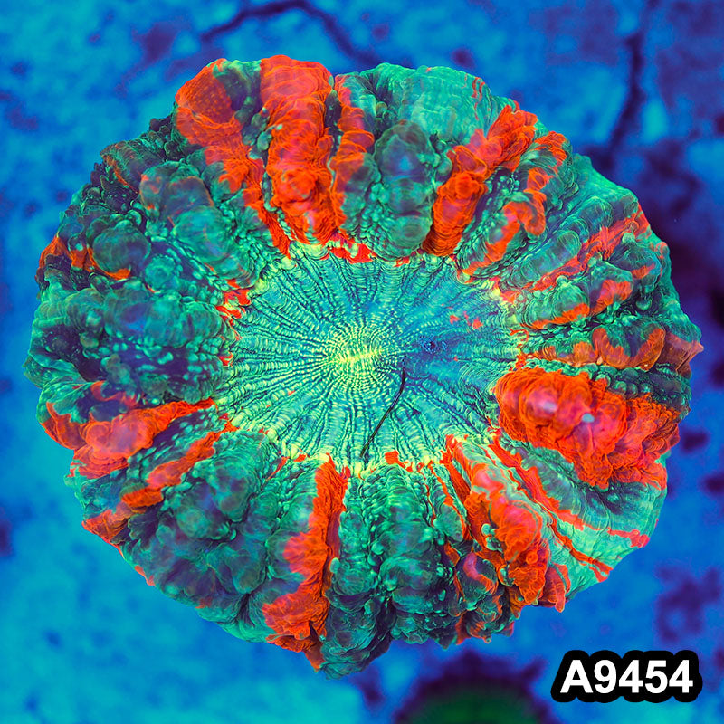 Item#A9454LW9454(M) WYSIWYG Indo Ultra Tiger Acanthophyllia