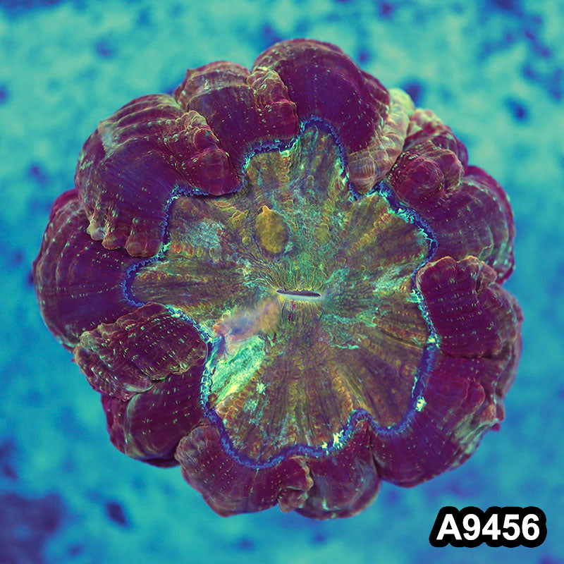 Item#A9456LW9456(M) WYSIWYG Indo Ultra Unique Acanthophyllia