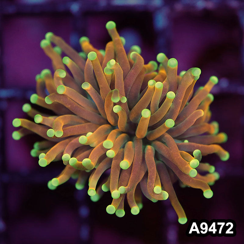 Indo Ultra Unique Gold Torch