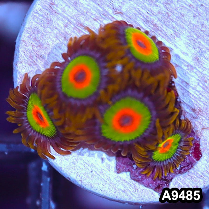 Item#A9485IN9485(S) WYSIWYG Cultured Premium Rasta Zoanthid Frag