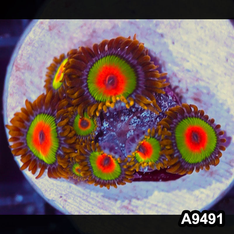 Item#A9491IN9491(S) WYSIWYG Cultured Premium Rasta Zoanthid Frag