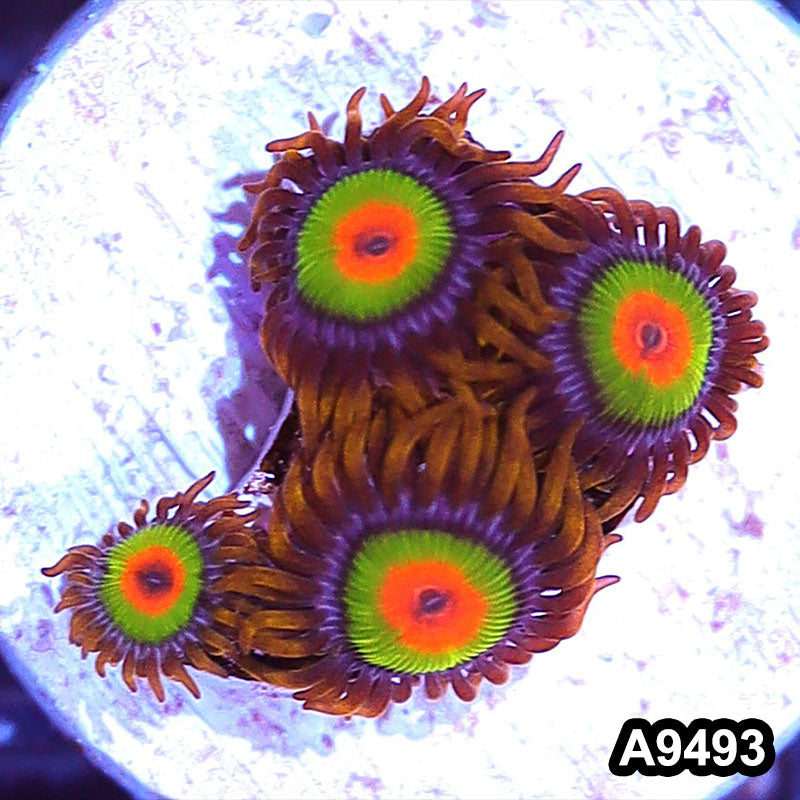 Item#A9493IN9493(S) WYSIWYG Cultured Premium Rasta Zoanthid Frag