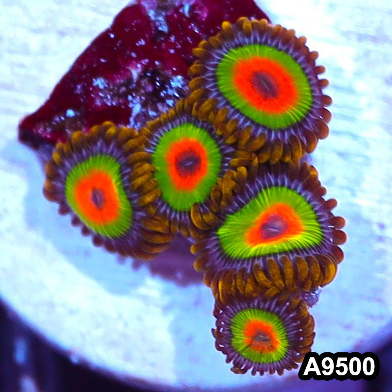 Item#A9500IN9500(S) WYSIWYG Cultured Premium Rasta Zoanthid Frag