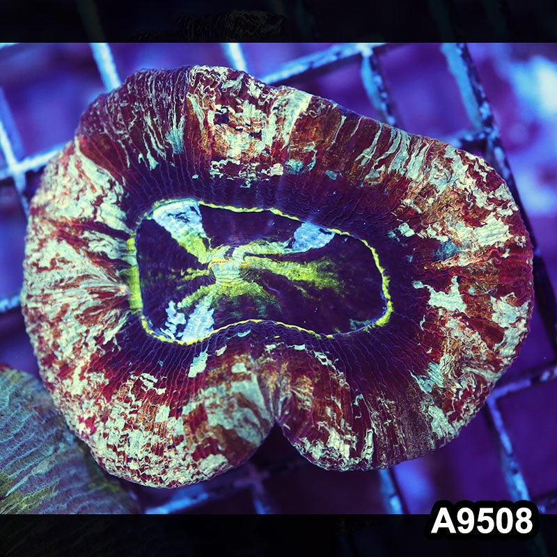 Item#A9508IN9508(M) WYSIWYG Indo Ultra Wellsophyllia