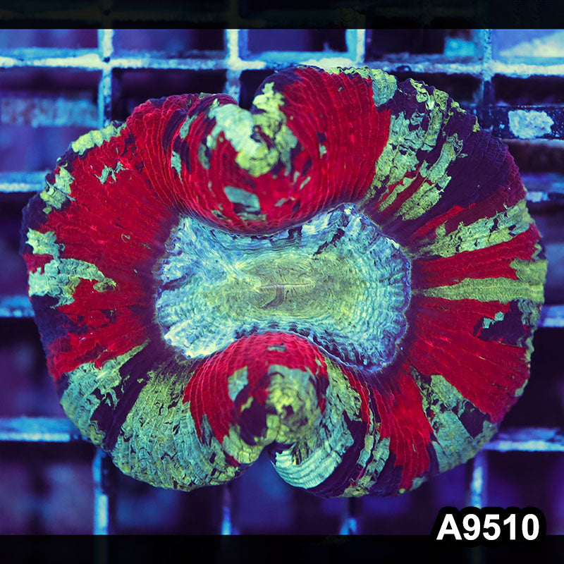 Item#A9510IN9510(M) WYSIWYG Indo Ultra Welsophyllia