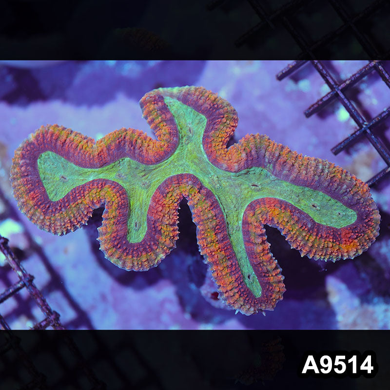 Item#A9514IN9514(L) WYSIWYG Indo Rainbow Symphyllia Colony