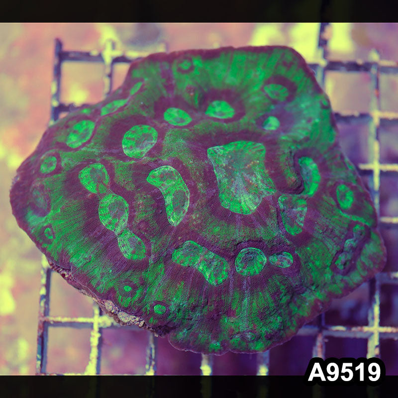 Item#A9519IN9519(M) WYSIWYG Indo Ultra Australomussa Rowleyensis Colony