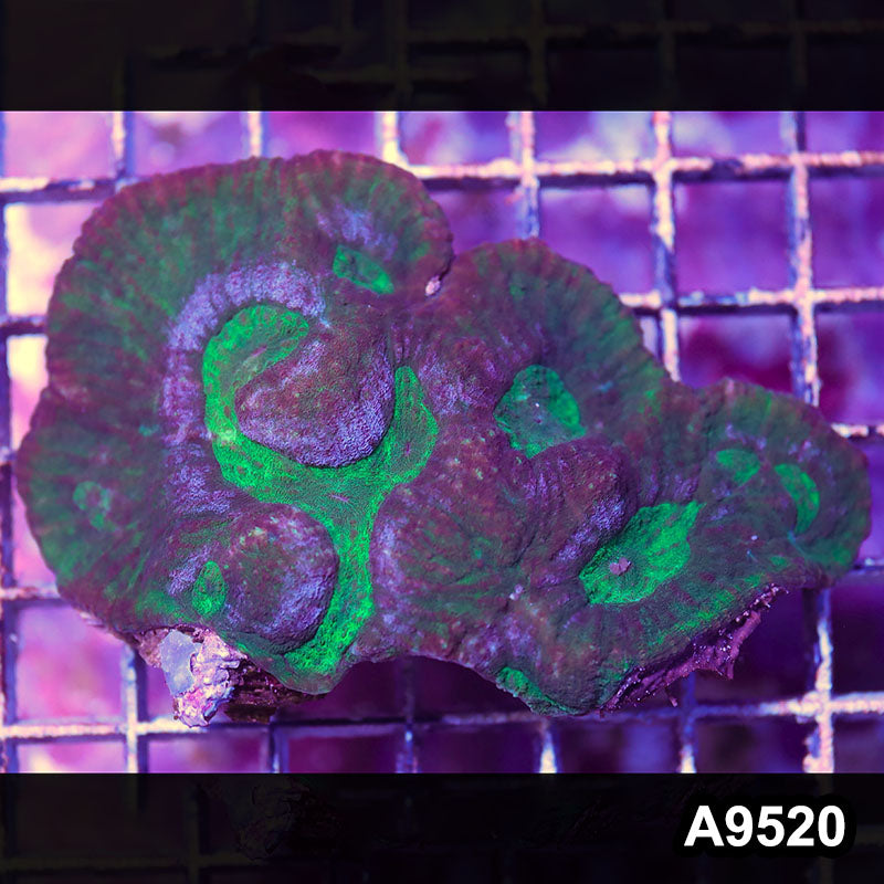 Item#A9520IN9520(S) WYSIWYG Indo Ultra Australomussa Rowleyensis Mini Colony