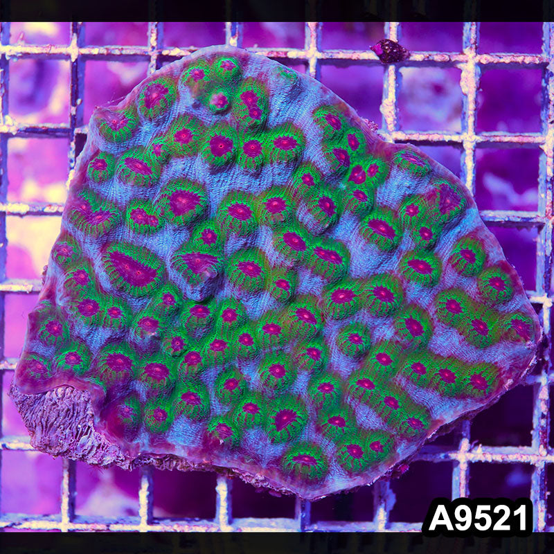 Item#A9521IN9521(M) WYSIWYG Indo Ultra Unique Mycedium Chalice Colony