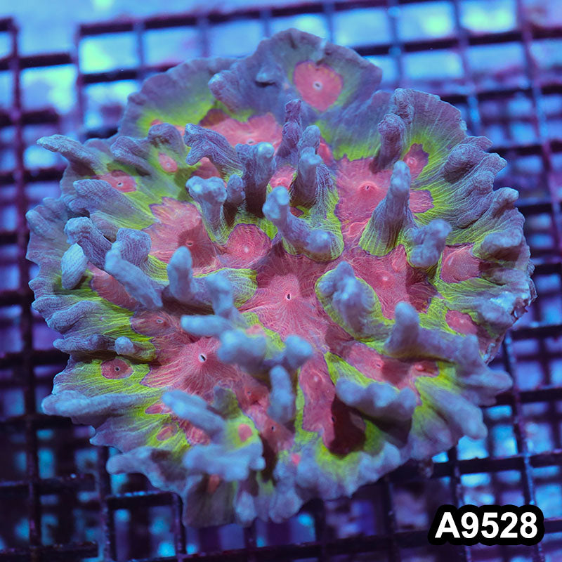 Item#A9528IN9528(L) WYSIWYG Indo Unique Rainbow Pectinia Colony