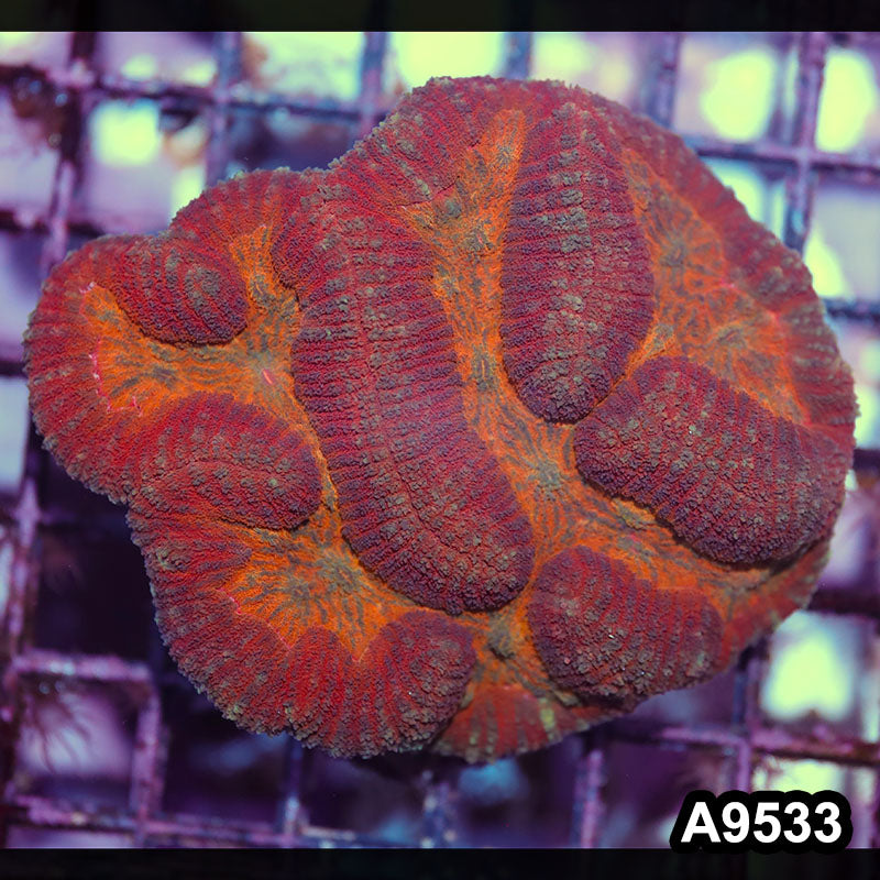 Item#A9533IN9533(M) WYSIWYG Indo Ultra Unique Symphyllia Colony