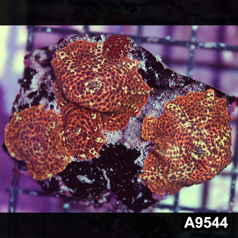 Item#A9544IN9544(S) WYSIWYG Indo Ultra Cheetah Print Discosoma Mushrooms