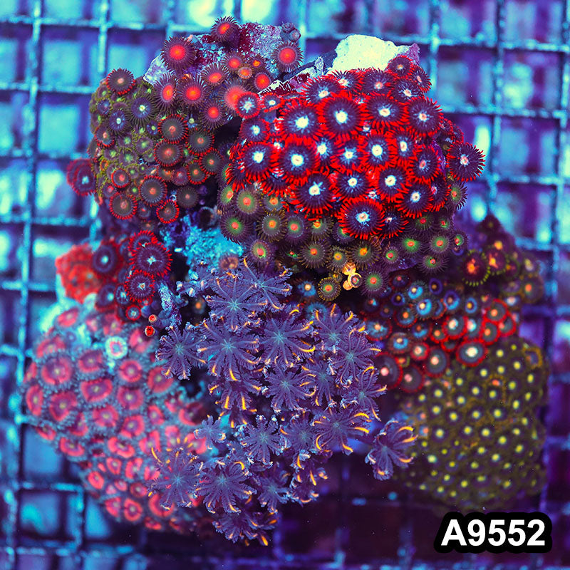 Item#A9552IN9552(M) WYSIWYG Indo Ultra Zoanthid Mini Reef Combo Rock