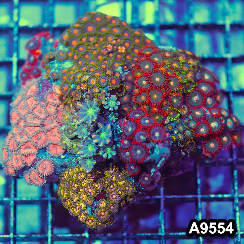 Item#A9554IN9554(M) WYSIWYG Indo Ultra Zoanthid Mini Reef Combo Rock