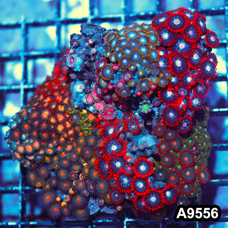 Item#A9556IN9556(M) WYSIWYG Indo Ultra Zoanthid Mini Reef Combo Rock