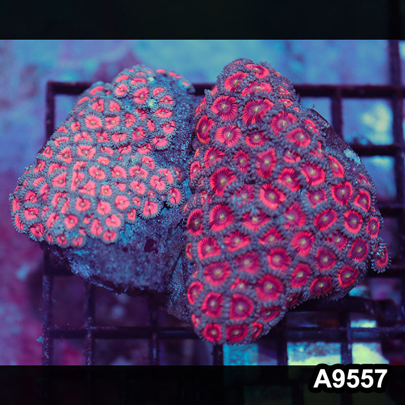 Item#A9557IN9557(M) WYSIWYG Indo Ultra Pink Zonathid Combo