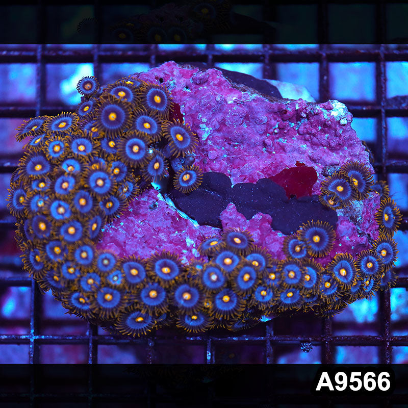 Item#A9566IN9566(M) WYSIWYG Indo Ultra Zoanthid Mini Colony