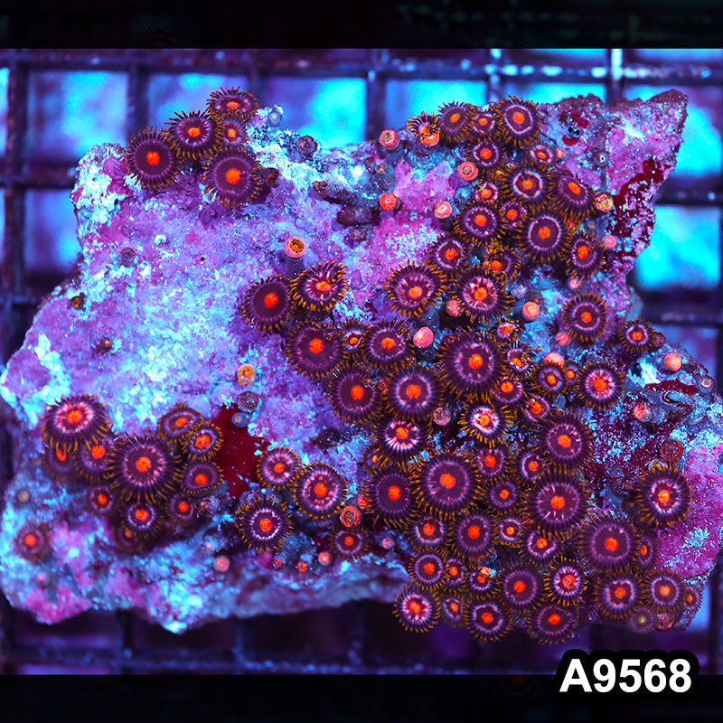 Item#A9568IN9568(M) WYSIWYG Indo Ultra Zoanthid Mini Colony